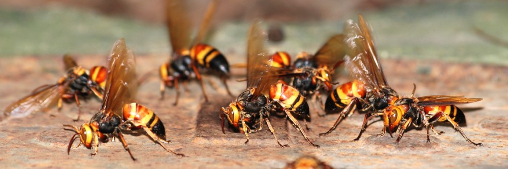 Pest and Verminl Franchises