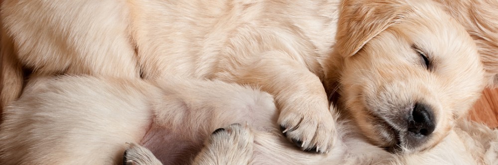 Cat and Dog Franchises and Business Opportunities